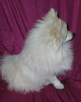 Stud Dogs in OR