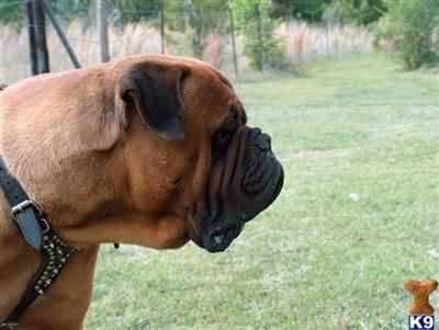 Stud Dogs - Bullmastiff