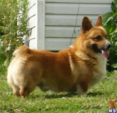 Stud Dogs in MO