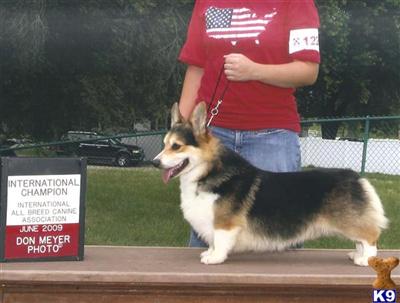 Pembroke Welsh Corgi Puppies for Sale