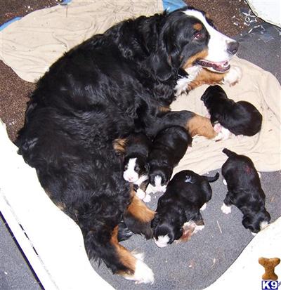 Bernese Mountain Dog Puppies for Sale