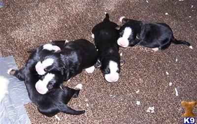 Bernese Mountain Dog Puppies for Sale