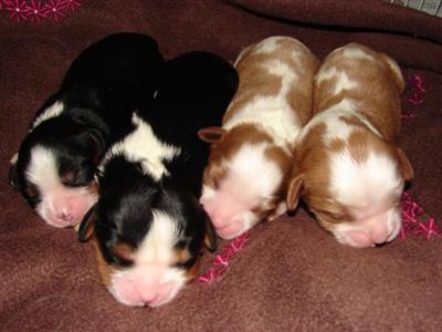 Puppies in VA