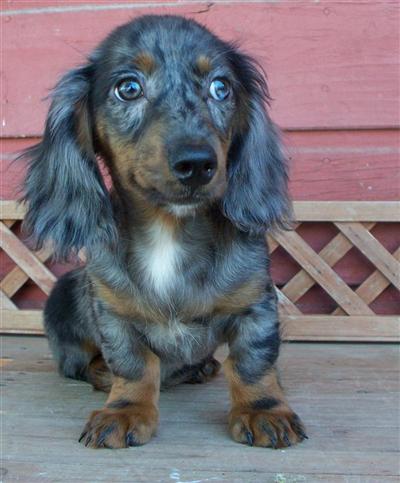 Puppies for Sale