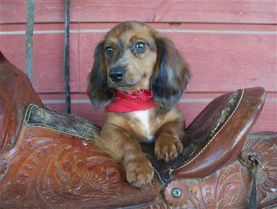 Dachshund Puppies for Sale