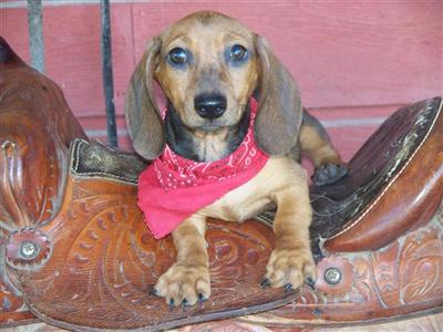 Puppies in MO