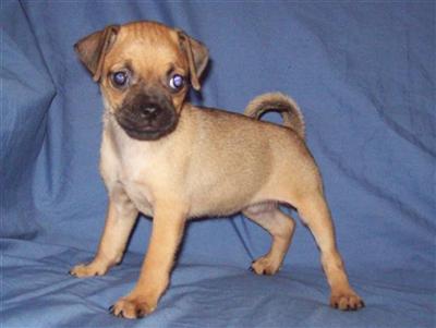 Puppies in MO