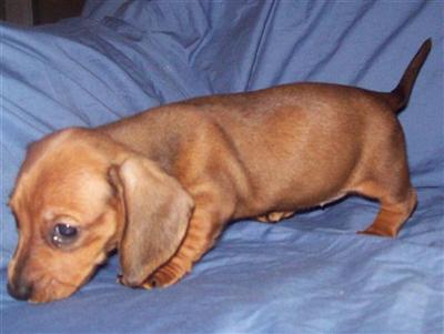 Puppies in MO