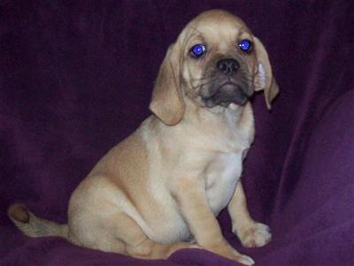 Puppies in MO