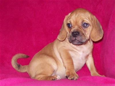Puppies in MO