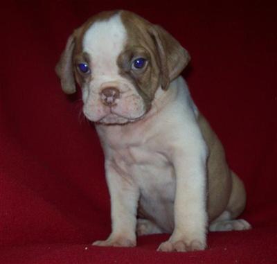 Mixed Breed Puppies for Sale