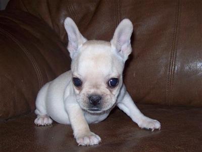 Puppies in MO