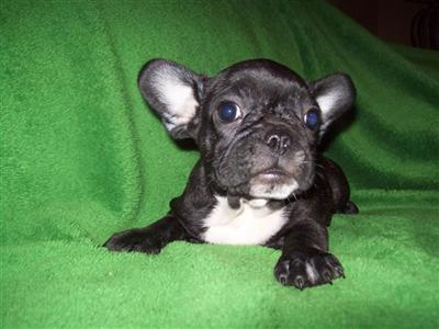 Puppies in MO