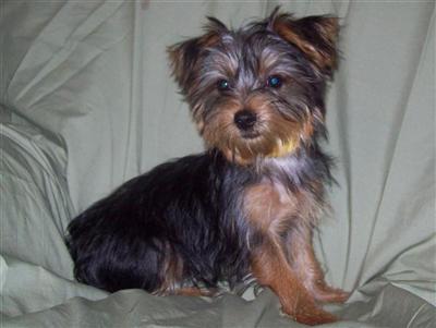 Puppies for Sale