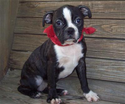 Puppies in MO