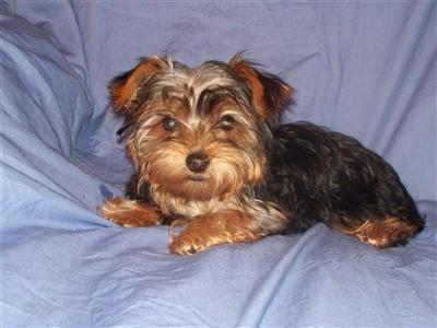 Puppies for Sale