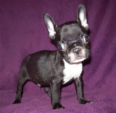 Puppies in MO