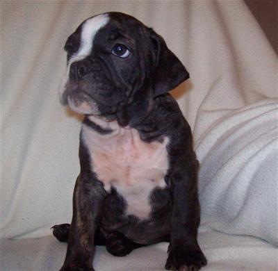 Puppies in MO