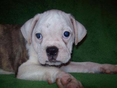 Puppies in MO