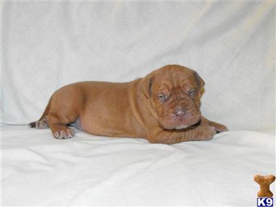 Dogue De Bordeaux Puppies for Sale