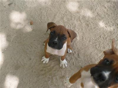 Puppies in SC