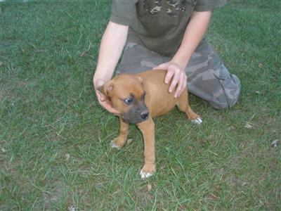 Puppies in SC