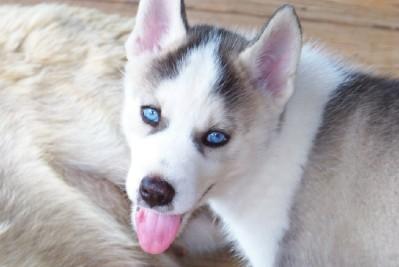 Puppies in SC
