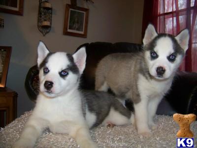 Siberian Husky Puppies for Sale