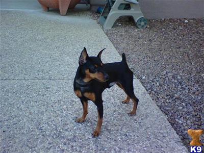 Stud Dogs - Miniature Pinscher