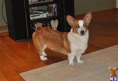 Stud Dogs - Pembroke Welsh Corgi