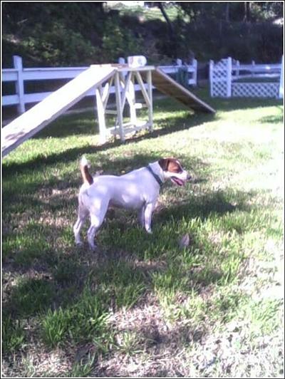 Dogs for Adoption