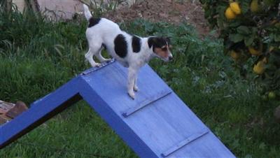 Dogs for Adoption