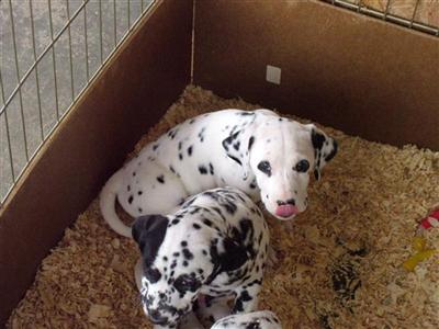 Dalmatian Puppies for Sale