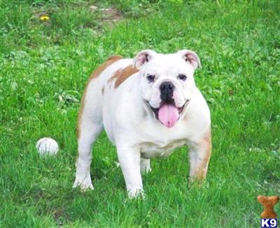Dogs - Bulldog