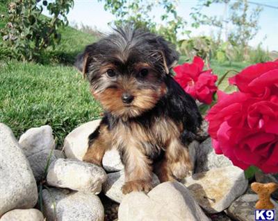 Yorkshire Terrier Puppies for Sale