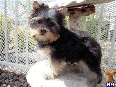 Yorkshire Terrier Puppies for Sale