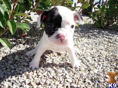French Bulldog Puppies for Sale