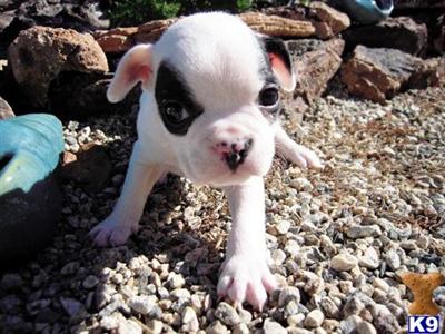 French Bulldog Puppies for Sale