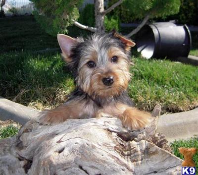 Yorkshire Terrier Puppies for Sale