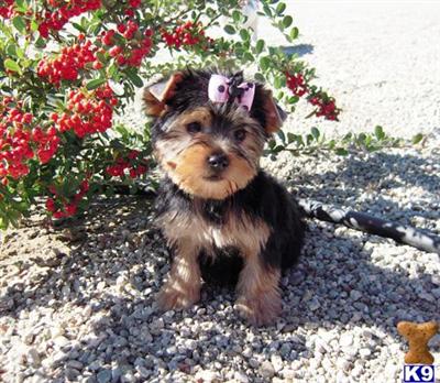 Yorkshire Terrier Puppies for Sale