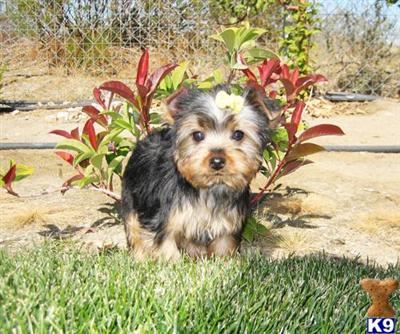 Yorkshire Terrier Puppies for Sale