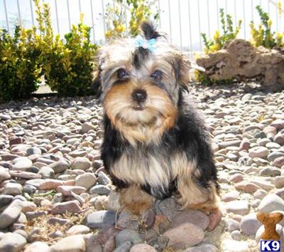 Yorkshire Terrier Puppies for Sale