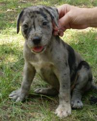 Stud Dogs in AR