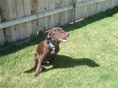 Stud Dogs in ID