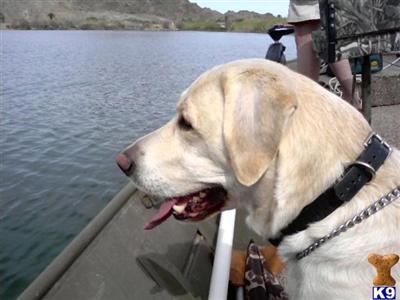 Stud Dogs - Labrador Retriever