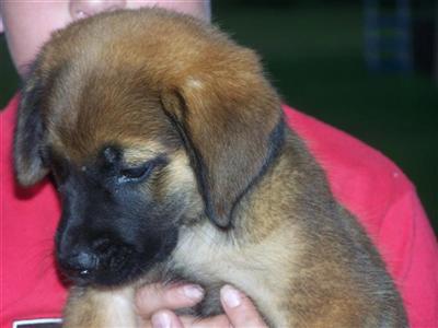 Mastiff Puppies for Sale