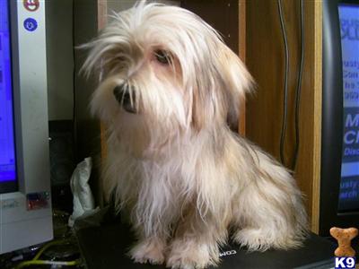 Dogs for Sale