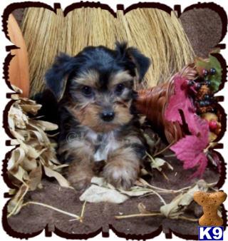 Yorkshire Terrier Puppies for Sale