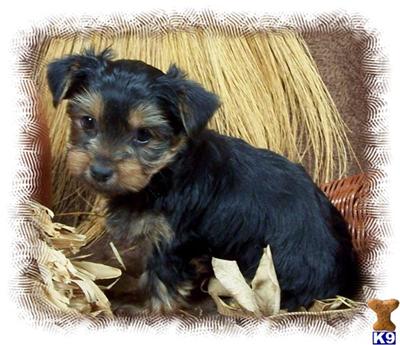 Puppies in IA