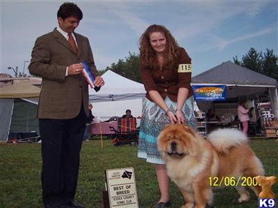 Stud Dogs - Chow Chow